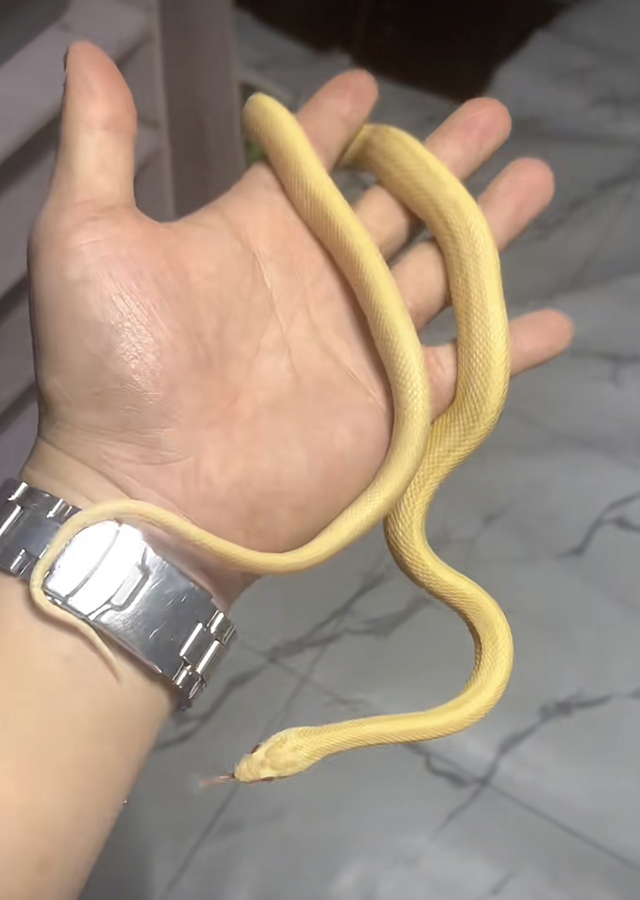 黃金小辣條無毒