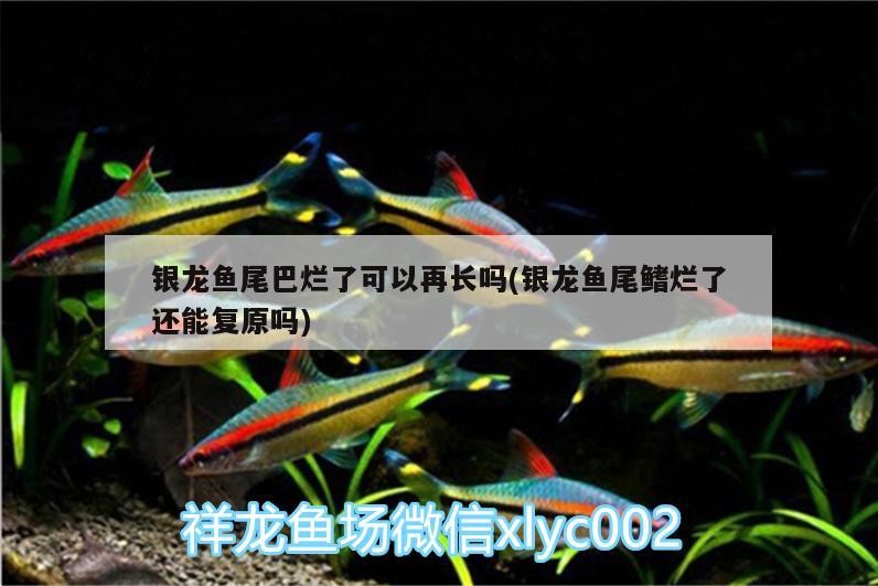 銀龍魚尾巴爛了可以再長嗎(銀龍魚尾鰭爛了還能復原嗎)
