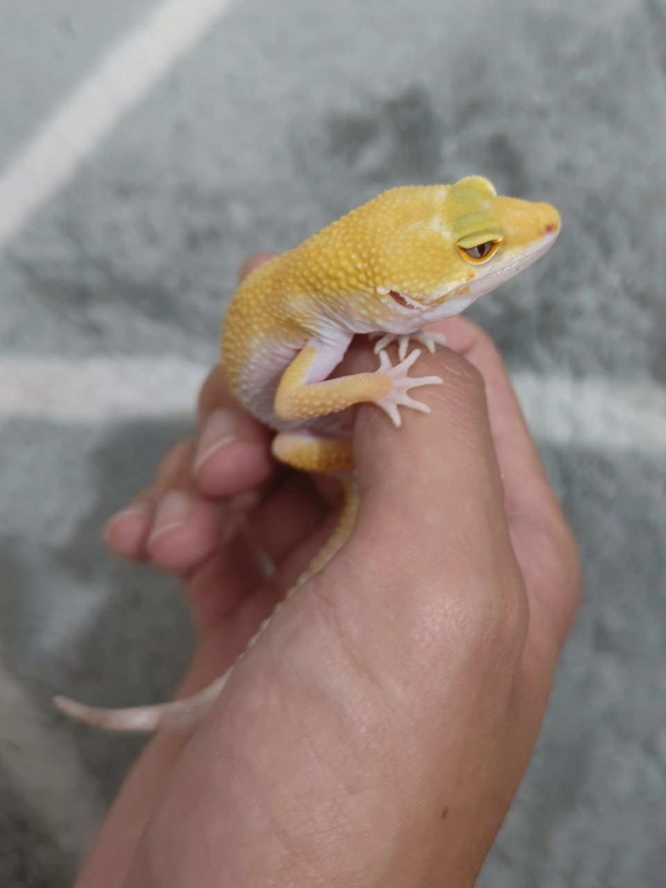 特價促銷一批守宮