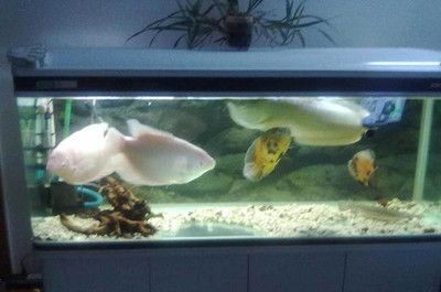 90厘米長的魚缸多寬好：90厘米長的魚缸寬度如何選擇 90厘米長的魚缸多寬好：90厘米長的魚缸寬度如何選擇 魚缸百科 第4張