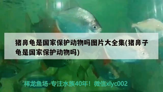 豬鼻龜是國家保護動物嗎圖片大全集(豬鼻子龜是國家保護動物嗎)