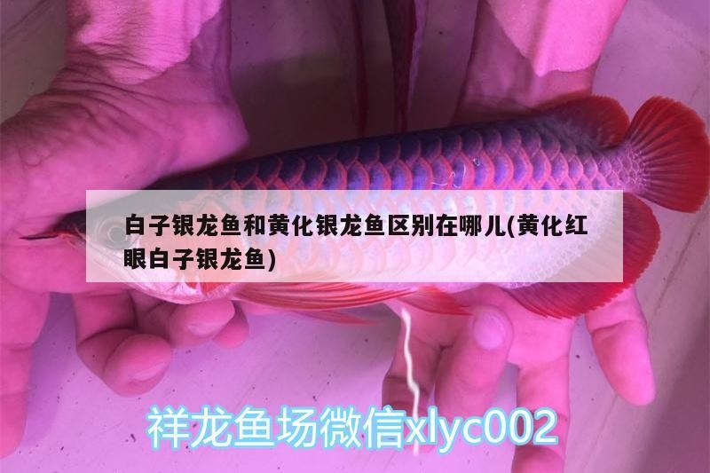 <strong><mark>鄄城</mark></strong>縣澤澤水族店