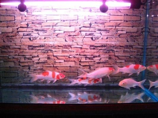 80的魚缸小嗎：80的魚缸在尺寸上是否是最小的選擇？