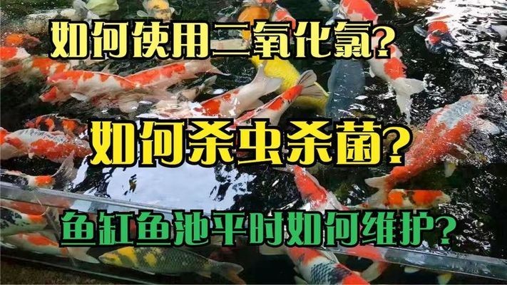 80的魚缸小嗎：80的魚缸在尺寸上是否是最小的選擇？