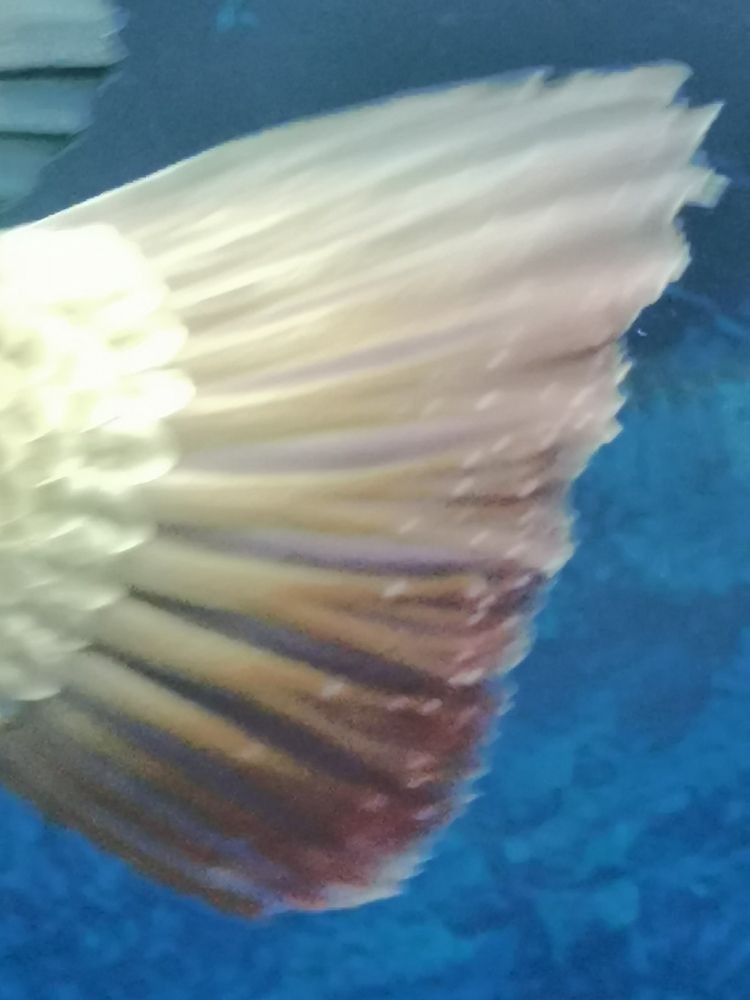 如何改下濾魚缸（怎么改魚缸底濾下水高度）