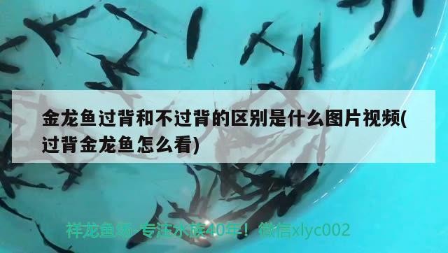 金龍魚過背和不過背的區別是什么圖片視頻(過背金龍魚怎么看)