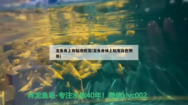 龍魚泥鰍去粘液vs祥龍魚場:“龍魚泥鰍去粘液”和“祥龍魚場”的處理方法詳細解釋 vs祥龍魚場 第2張 龍魚泥鰍去粘液vs祥龍魚場:“龍魚泥鰍去粘液”和“祥龍魚場”的處理方法詳細解釋 龍魚泥鰍去粘液vs祥龍魚場:“龍魚泥鰍去粘液”和“祥龍魚場”的處理方法詳細解釋 vs祥龍魚場 第2張
