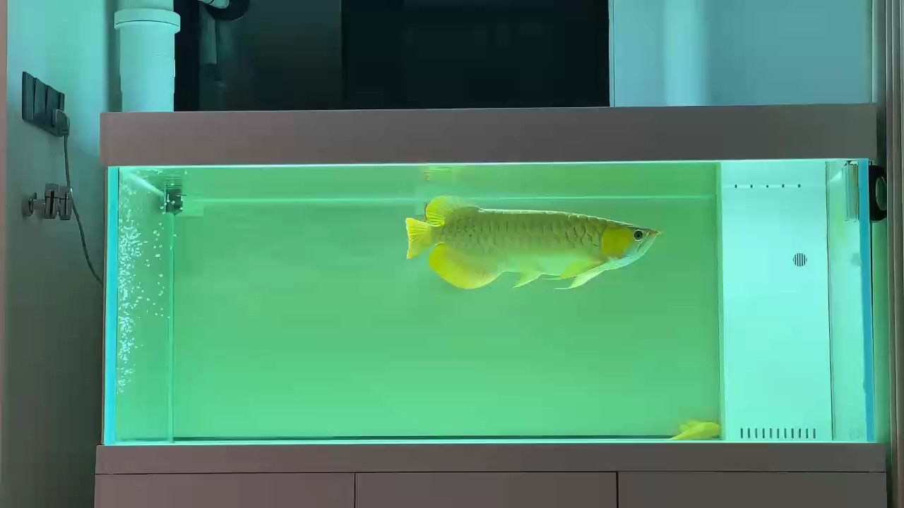 兩年發個視頻紀念一下 兩年發個視頻紀念一下 龍魚論壇