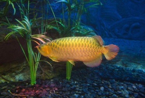 紅龍魚哪個國家的最好養：養殖紅龍魚的注意事項