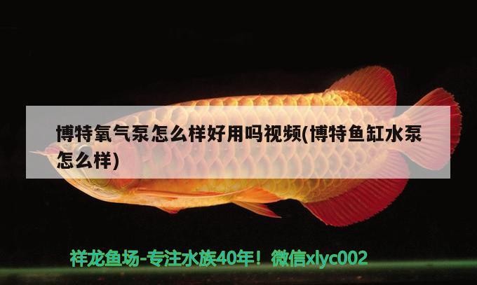 龍魚干蝦有營養嗎 博特氧氣泵怎么樣好用嗎視頻(博特魚缸水泵怎么樣) 博特水族 博特氧氣泵怎么樣好用嗎視頻(博特魚缸水泵怎么樣) 博特氧氣泵怎么樣好用嗎視頻(博特魚缸水泵怎么樣) 博特水族