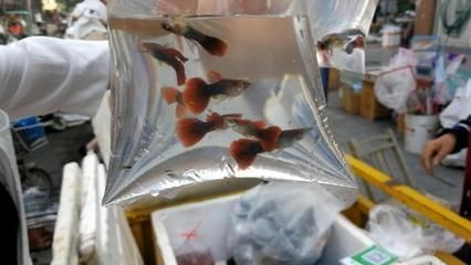 2020年觀賞魚市行情走勢圖：2020年中國淡水觀賞魚產值及產值分析