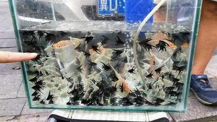2020年觀賞魚市行情走勢圖：2020年中國淡水觀賞魚產值及產值分析