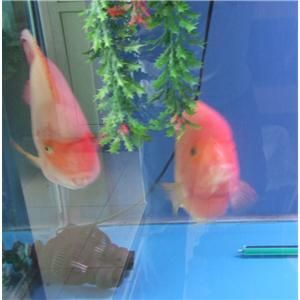 2020年觀賞魚市行情走勢圖：2020年中國淡水觀賞魚產值及產值分析