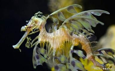 魟魚尾巴有毒：魟魚尾巴上的尖刺確實帶有劇毒，這些毒刺在其自我保護過程中發(fā)揮著重要作用