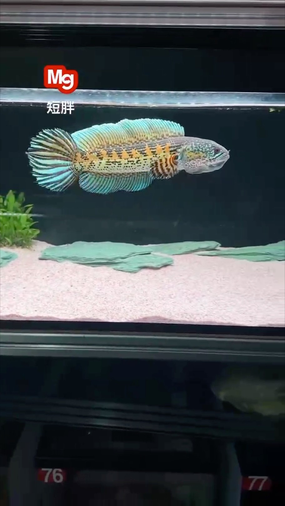 黃金眼鏡蛇 黃金眼鏡蛇 龍魚論壇