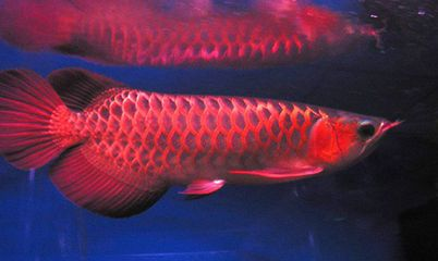 武漢紅龍魚價(jià)格行情走勢(shì)：關(guān)于武漢紅龍魚價(jià)格行情走勢(shì)的詳細(xì)信息 武漢紅龍魚價(jià)格行情走勢(shì)：關(guān)于武漢紅龍魚價(jià)格行情走勢(shì)的詳細(xì)信息 紅龍魚百科 第1張
