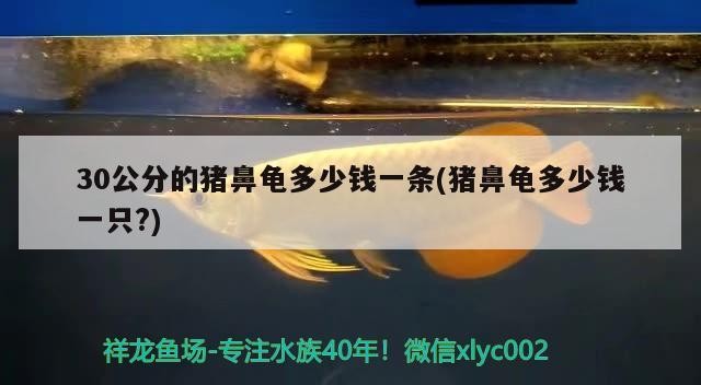 30公分的豬鼻龜多少錢一條(豬鼻龜多少錢一只?) 30公分的豬鼻龜多少錢一條(豬鼻龜多少錢一只?) 豬鼻龜百科