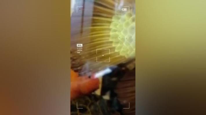 龍魚尾巴上有白色痘痘vs祥龍魚場：龍魚尾巴上出現白色痘痘是怎么回事