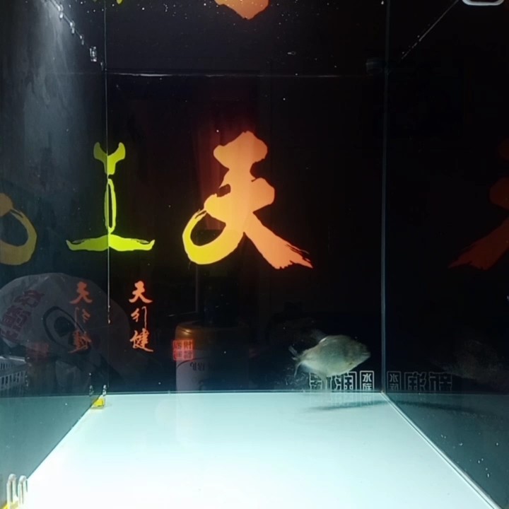 六角恐龍魚怎么養及喂養技巧視頻大全圖片（六角恐龍魚繁殖時需要注意哪些特殊條件，新手養護策略） 六角恐龍魚怎么養及喂養技巧視頻大全圖片（六角恐龍魚繁殖時需要注意哪些特殊條件，新手養護策略） 觀賞魚百科 第2張