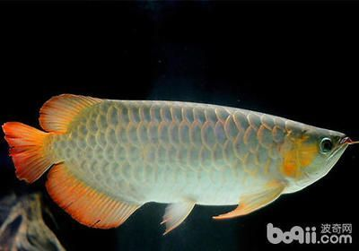 龍魚愛得什么病 龍魚愛得什么病 龍魚百科 第1張