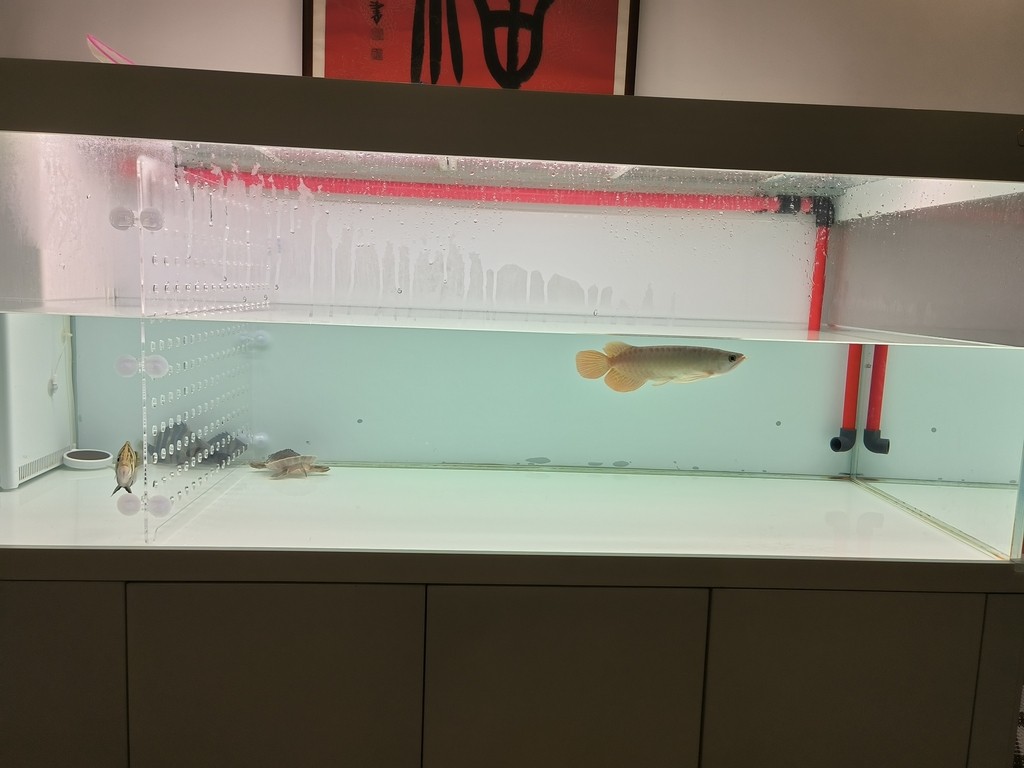 更新檔案 更新檔案 龍魚論壇 第1張