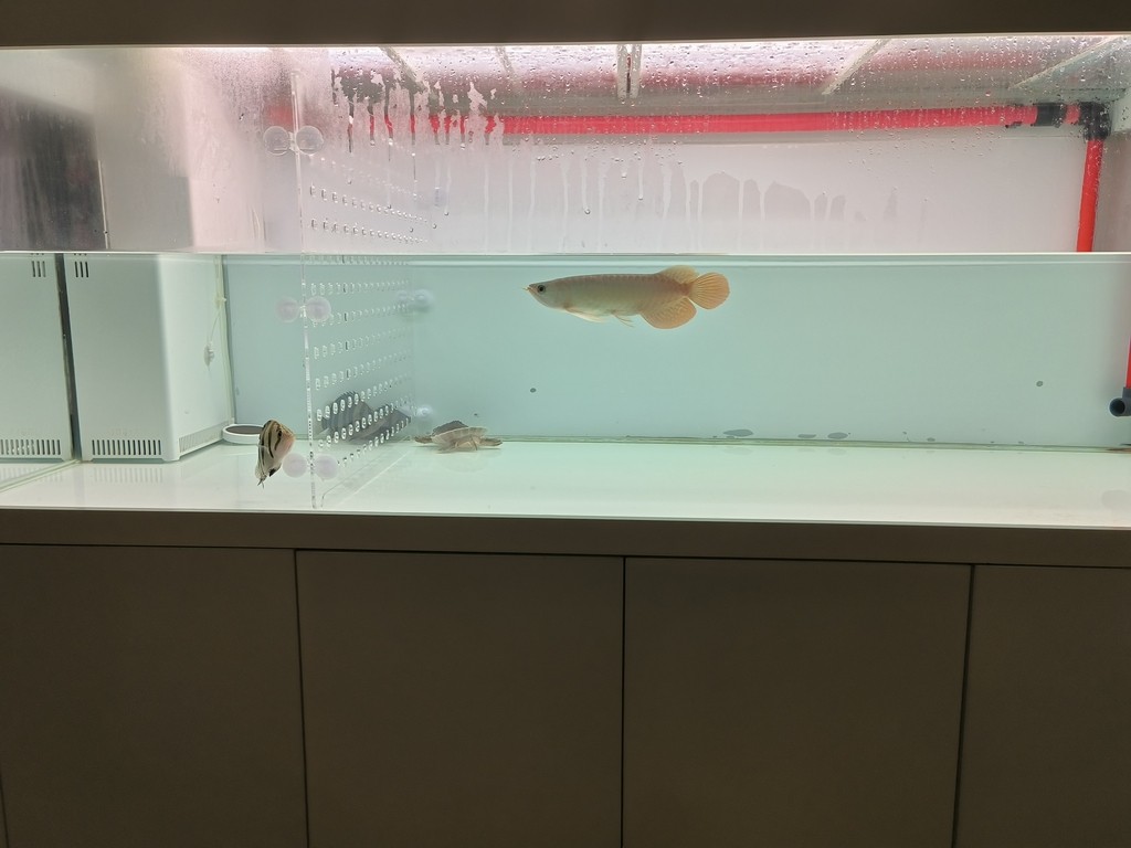更新檔案 更新檔案 龍魚論壇 第2張