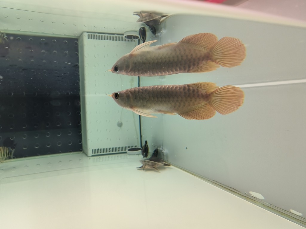 更新檔案 更新檔案 龍魚論壇 第4張