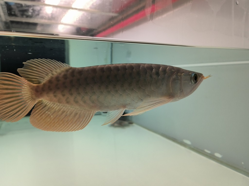 更新檔案 更新檔案 龍魚論壇 第3張