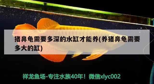 豬鼻龜需要多深的水缸才能養(養豬鼻龜需要多大的缸)
