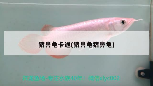 豬鼻龜卡通(豬鼻龜豬鼻龜)