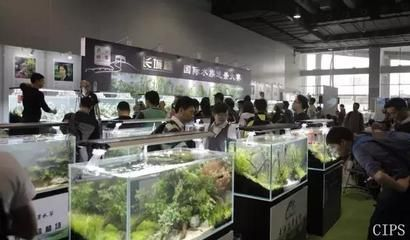 2024長城水族展:2024長城水族展將于2024年9月10-13日在廣州市舉辦 魚缸百科 第1張 2024長城水族展:2024長城水族展將于2024年9月10-13日在廣州市舉辦 2024長城水族展:2024長城水族展將于2024年9月10-13日在廣州市舉辦 魚缸百科 第1張