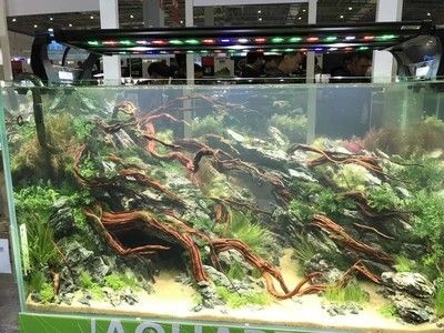 2024長城水族展:2024長城水族展將于2024年9月10-13日在廣州市舉辦 魚缸百科 第3張 2024長城水族展:2024長城水族展將于2024年9月10-13日在廣州市舉辦 2024長城水族展:2024長城水族展將于2024年9月10-13日在廣州市舉辦 魚缸百科 第3張