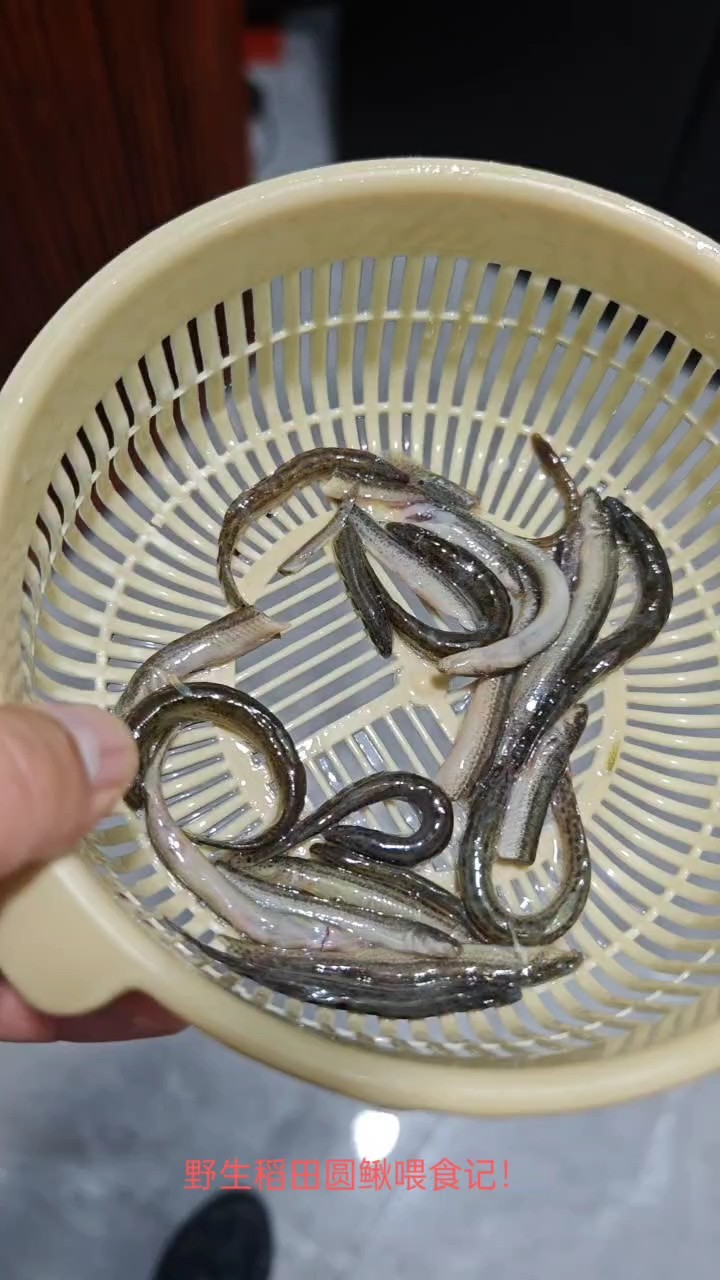 龍魚干蝦有營養嗎 野生稻田圓鰍喂食記 龍魚論壇 野生稻田圓鰍喂食記 野生稻田圓鰍喂食記 龍魚論壇