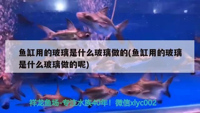 我的虎魚真菌感染了要怎么處理 魚缸用的玻璃是什么玻璃做的(魚缸用的玻璃是什么玻璃做的呢) 金龍魚百科 魚缸用的玻璃是什么玻璃做的(魚缸用的玻璃是什么玻璃做的呢) 魚缸用的玻璃是什么玻璃做的(魚缸用的玻璃是什么玻璃做的呢) 金龍魚百科