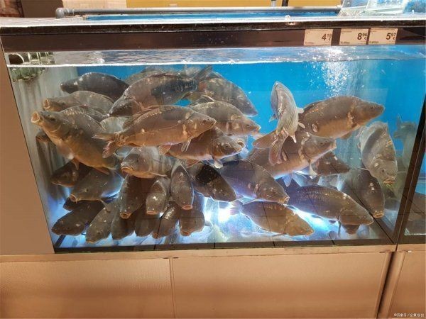 50大的魚缸一般放多少條魚合適：50大的魚缸可以養50厘米、高50厘米、高50厘米的草缸