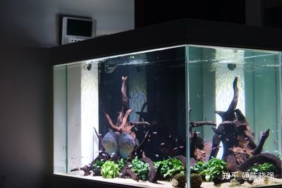 diy魚(yú)缸制作圖溢流：diy魚(yú)缸制作圖溢流的工作原理 diy魚(yú)缸制作圖溢流：diy魚(yú)缸制作圖溢流的工作原理 魚(yú)缸百科 第4張
