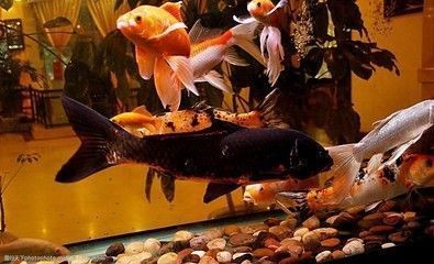 龍魚肚子鼓脹vs祥龍魚場：龍魚肚子鼓脹可能由多種因素引起，祥龍魚場售后服務 龍魚肚子鼓脹vs祥龍魚場：龍魚肚子鼓脹可能由多種因素引起，祥龍魚場售后服務 vs祥龍魚場 第5張