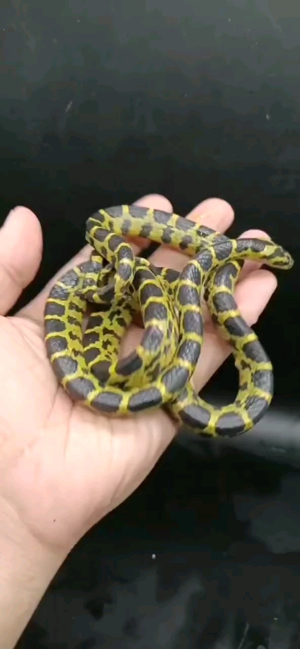 好看的乖蛇蛇 好看的乖蛇蛇 龍魚論壇