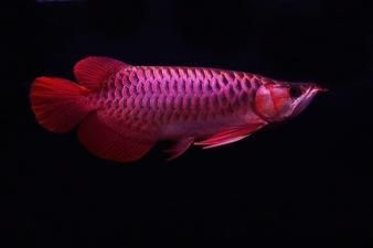 紅龍魚和魟魚混養好嗎