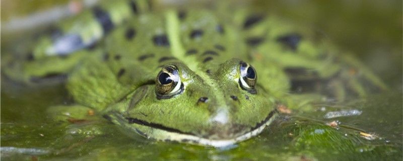 鸚鵡魚和銀龍魚混養怎樣喂食 青蛙是爬行動物嗎是水生動物嗎 森森魚缸 青蛙是爬行動物嗎是水生動物嗎 青蛙是爬行動物嗎是水生動物嗎 森森魚缸