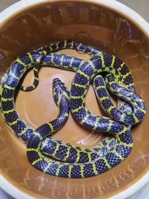 低價出各種無毒寵物蛇 龍魚論壇 第2張 低價出各種無毒寵物蛇 低價出各種無毒寵物蛇 龍魚論壇 第2張