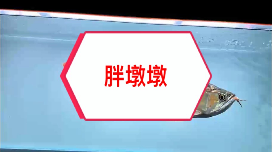 氣場全開！！！ 古老血統(tǒng)紅龍魚讓您真正體驗一把什么是紅龍的威武霸氣和震撼感！ #萬隆天王紅龍 #超冠F2 #紅龍魚
