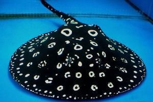 魟魚(yú)一周喂一次可以嗎有毒嗎：魟魚(yú)一周喂一次可以嗎 魟魚(yú)一周喂一次可以嗎有毒嗎：魟魚(yú)一周喂一次可以嗎 魟魚(yú)百科 第2張