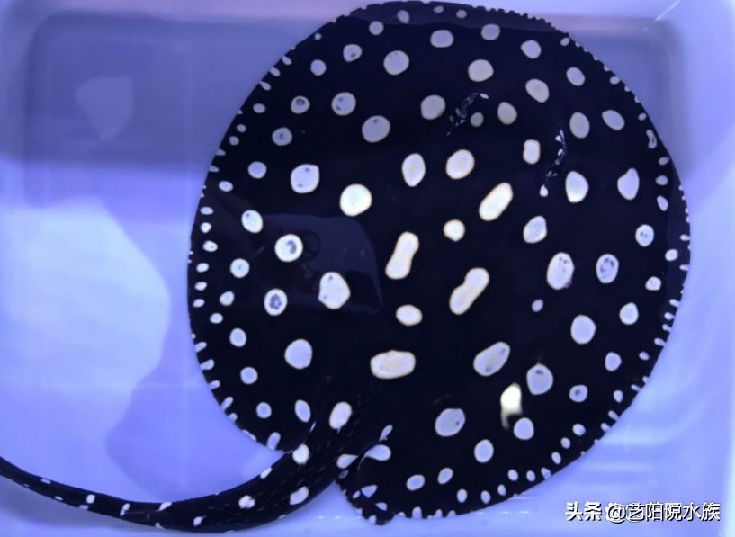 魟魚(yú)一周喂一次可以嗎有毒嗎：魟魚(yú)一周喂一次可以嗎 魟魚(yú)一周喂一次可以嗎有毒嗎：魟魚(yú)一周喂一次可以嗎 魟魚(yú)百科 第3張