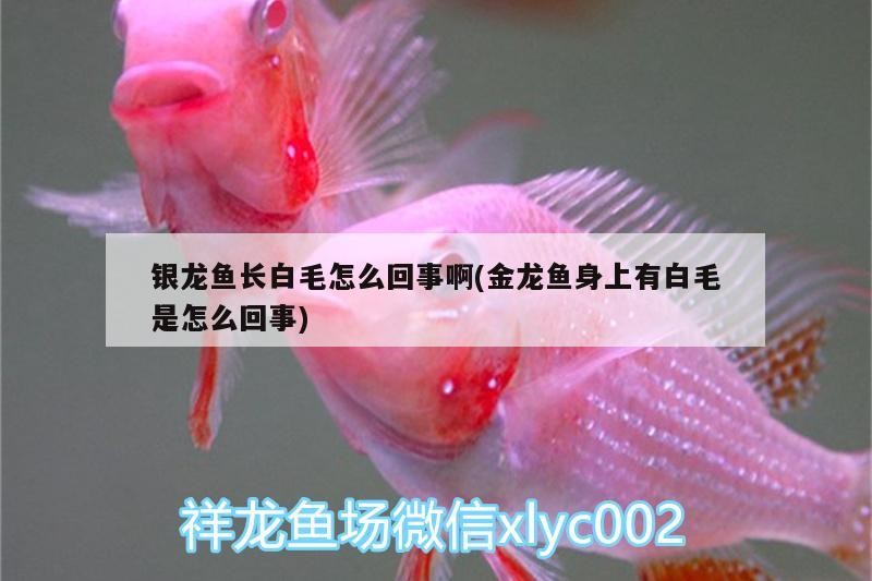 銀龍魚長白毛怎么回事啊(金龍魚身上有白毛是怎么回事)