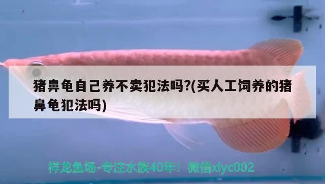 魚缸過濾器選購指南:自制魚缸過濾器魚缸上置過濾器對于養魚愛好者的必備知識 豬鼻龜自己養不賣犯法嗎?(買人工飼養的豬鼻龜犯法嗎) 豬鼻龜百科 豬鼻龜自己養不賣犯法嗎?(買人工飼養的豬鼻龜犯法嗎) 豬鼻龜自己養不賣犯法嗎?(買人工飼養的豬鼻龜犯法嗎) 豬鼻龜百科