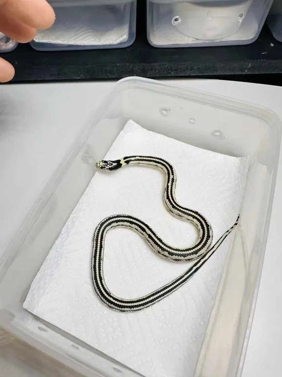 加州王蛇，長大體型一米多 加州王蛇，長大體型一米多 龍魚論壇 第2張