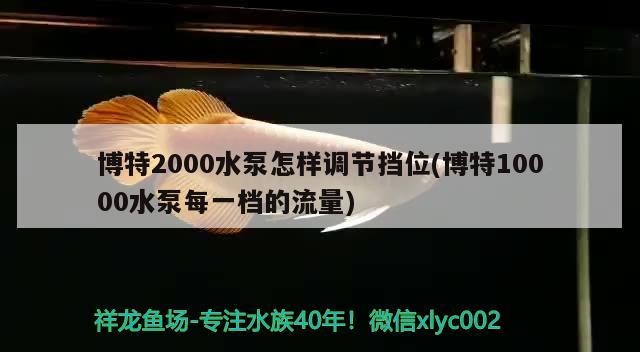 鸚鵡魚和銀龍魚混養怎樣喂食 博特2000水泵怎樣調節擋位(博特10000水泵每一檔的流量) 博特水族 博特2000水泵怎樣調節擋位(博特10000水泵每一檔的流量) 博特2000水泵怎樣調節擋位(博特10000水泵每一檔的流量) 博特水族