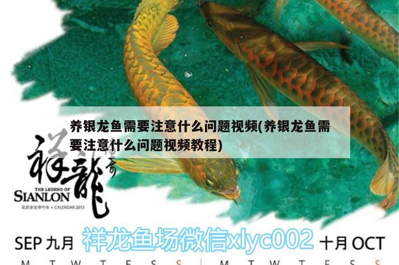 養銀龍魚需要注意什么問題視頻(養銀龍魚需要注意什么問題視頻教程)