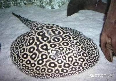黑色魟魚的品種：黑色魟魚的品種主要包括黑白魟、黑帝王、帝王、豹魟等